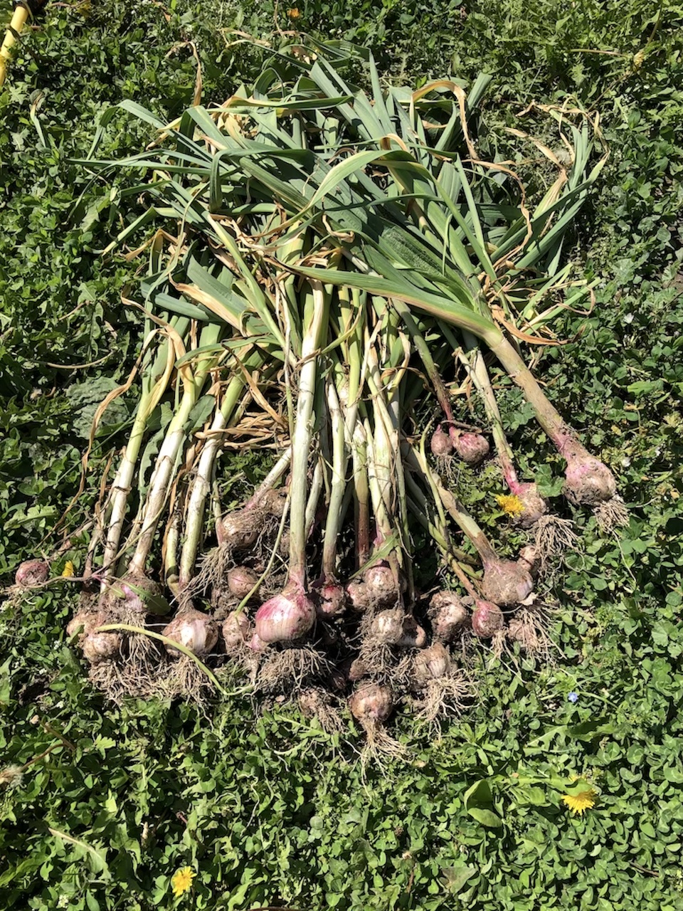 Garlic
